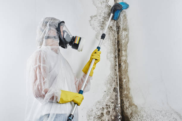 Certified Mold Removal in Florida Gulf Coast University, FL