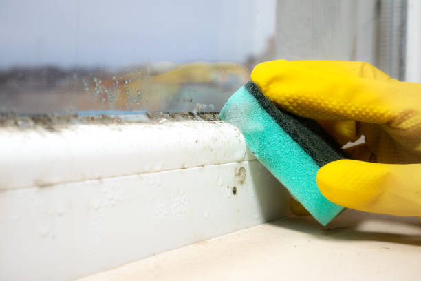 Attic Mold Removal in Florida Gulf Coast University, FL