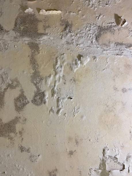 Best Residential Mold Removal  in Orida Gulf Coast University, FL