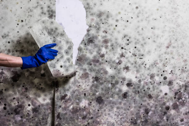 Best Mold Cleaning Services  in Orida Gulf Coast University, FL